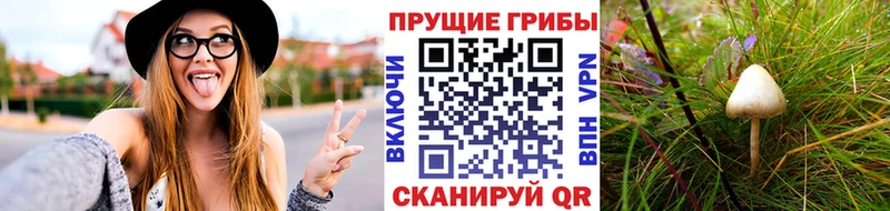 Галлюциногенные грибы Psilocybe  цена наркотик  Ноябрьск 